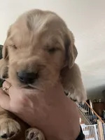 Estrella Goldens AKC/ OFA male #2, a male Golden Retriever for sale in Goodyear, AZ – Photo 4 of 4