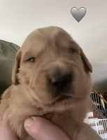 Estrella Goldens AKC/ OFA male #2, a male Golden Retriever for sale in Goodyear, AZ – Photo 1 of 4