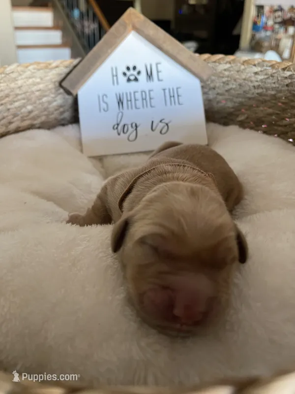 Estrella Goldens Mr Brown collar – Golden Retriever puppy for sale in Goodyear, AZ