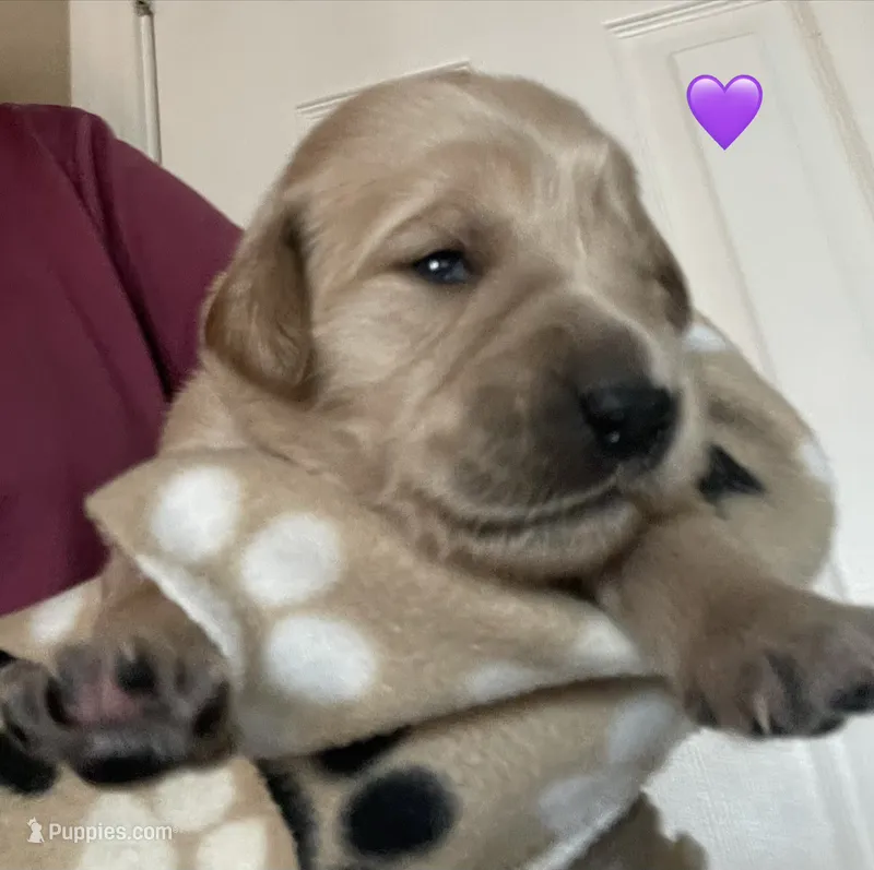 Estrella Goldens Miss purple collar – Golden Retriever puppy for sale in Goodyear, AZ