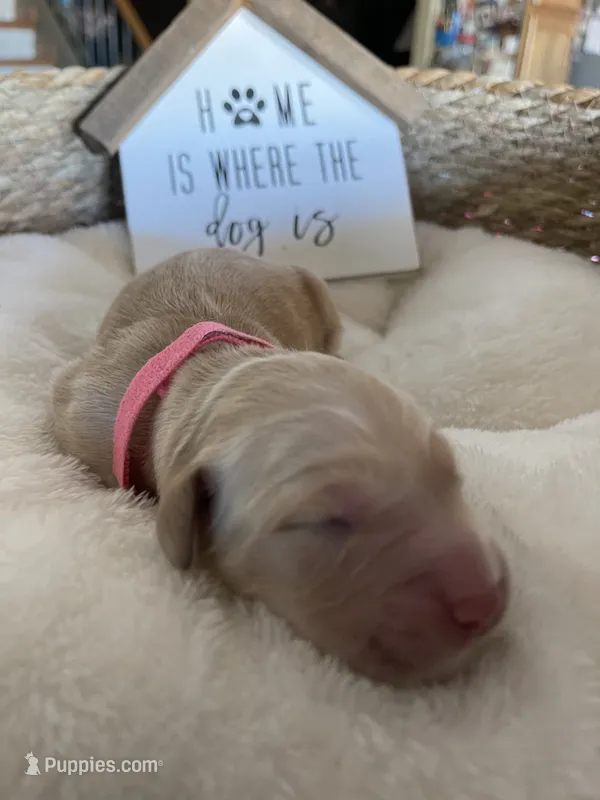 Estrella Goldens Miss pink collar – Golden Retriever puppy for sale in Goodyear, AZ