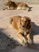 AKC/OFA Estrella Goldens , a  Golden Retriever for sale in Goodyear, AZ – 2 of 2