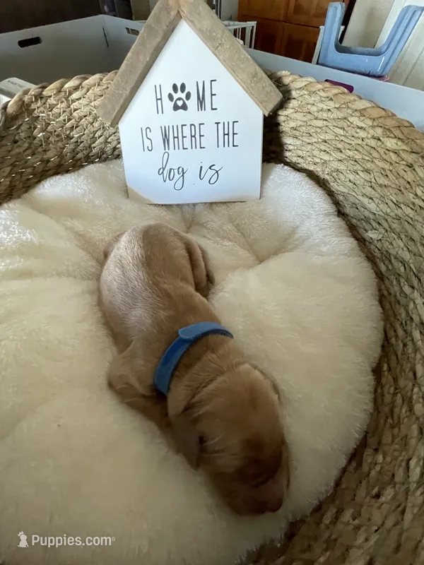 Estrella Goldens Mr blue collar – Golden Retriever puppy for sale in Goodyear, AZ