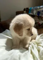 Pinkalicious, a female Golden Retriever for sale in Midlothian, VA – 4 of 5