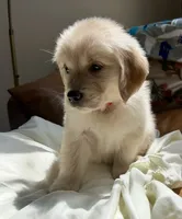 Ruby Red, a female Golden Retriever for sale in Midlothian, VA – 2 of 3
