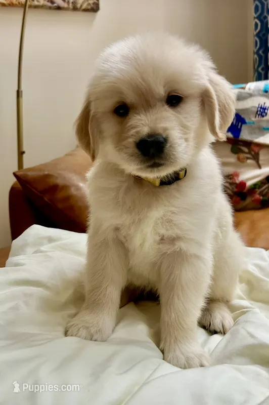 Mellow Yellow – Golden Retriever puppy on hold in Midlothian, VA