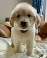 Purplicious, a male Golden Retriever for sale in Midlothian, VA – 1 of 6
