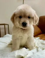 Ophelia Orange, a female Golden Retriever for sale in Midlothian, VA – 3 of 8