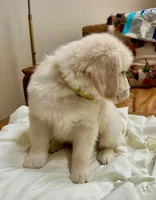 Mellow Yellow, a male Golden Retriever for sale in Midlothian, VA – 5 of 7
