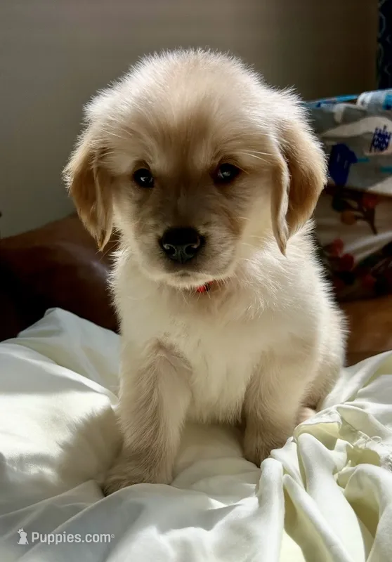 Ruby Red – Golden Retriever puppy for sale in Midlothian, VA