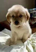 Ruby Red, a female Golden Retriever for sale in Midlothian, VA – 1 of 3