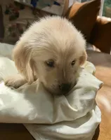 Pinkalicious, a female Golden Retriever for sale in Midlothian, VA – 5 of 5