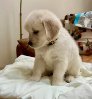 Mellow Yellow, a male Golden Retriever for sale in Midlothian, VA – 6 of 7