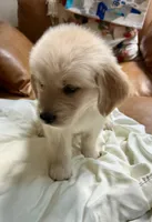 Purplicious, a male Golden Retriever for sale in Midlothian, VA – 6 of 6