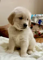 Mellow Yellow, a male Golden Retriever for sale in Midlothian, VA – 3 of 7