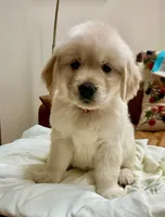 Ophelia Orange, a female Golden Retriever for sale in Midlothian, VA – 7 of 8
