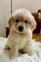 Ophelia Orange, a female Golden Retriever for sale in Midlothian, VA – 8 of 8