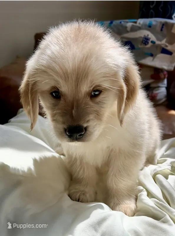 Pinkalicious – Golden Retriever puppy for sale in Midlothian, VA