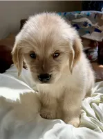 Pinkalicious, a female Golden Retriever for sale in Midlothian, VA – 1 of 5