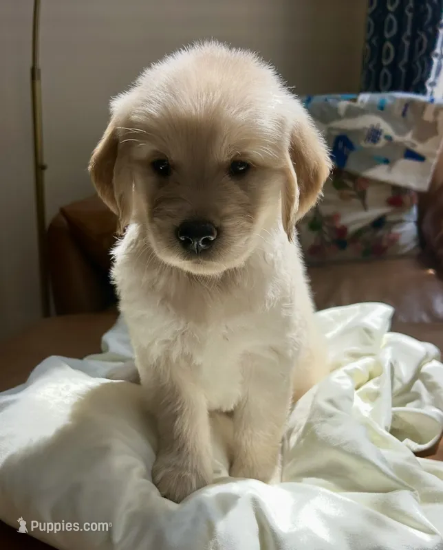 Blackjack – Golden Retriever puppy for sale in Midlothian, VA