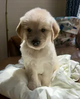 Blackjack, a male Golden Retriever for sale in Midlothian, VA – 1 of 4