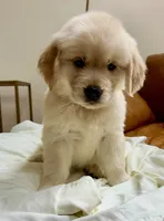Ophelia Orange, a female Golden Retriever for sale in Midlothian, VA – 2 of 8