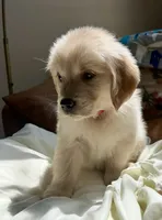 Pinkalicious, a female Golden Retriever for sale in Midlothian, VA – 3 of 5
