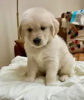 Mellow Yellow, a male Golden Retriever for sale in Midlothian, VA – 7 of 7