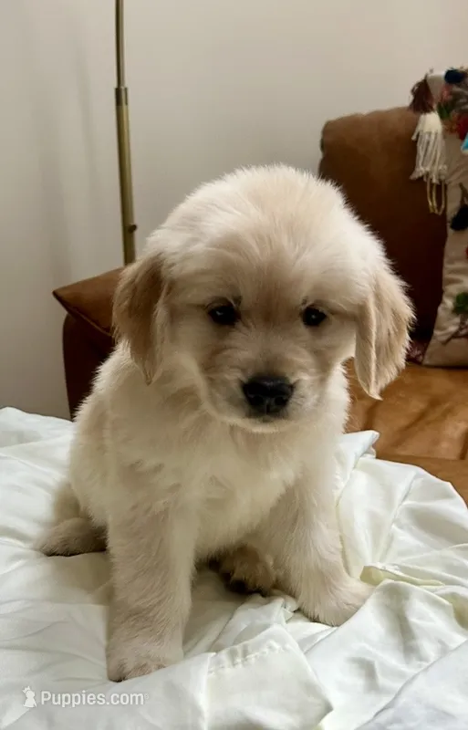 Ophelia Orange – Golden Retriever puppy for sale in Midlothian, VA