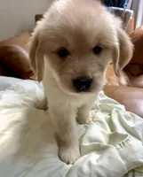 Purplicious, a male Golden Retriever for sale in Midlothian, VA – 5 of 6