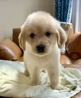 Purplicious, a male Golden Retriever for sale in Midlothian, VA – 3 of 6