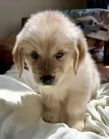 Ruby Red, a female Golden Retriever for sale in Midlothian, VA – 3 of 3
