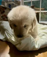 Blackjack, a male Golden Retriever for sale in Midlothian, VA – 4 of 4