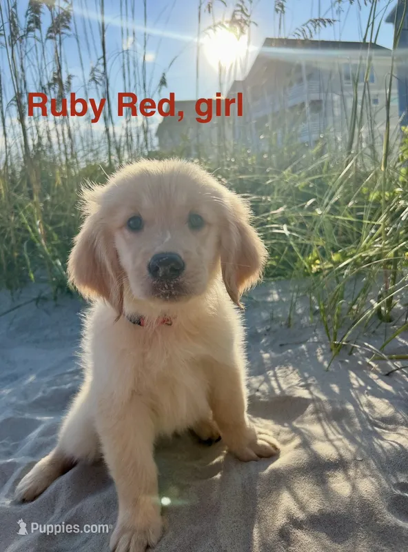 Ruby Red – Golden Retriever puppy for sale in Midlothian, VA
