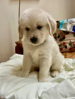 Mellow Yellow, a male Golden Retriever for sale in Midlothian, VA – 4 of 7
