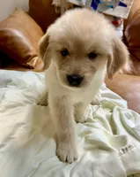 Purplicious, a male Golden Retriever for sale in Midlothian, VA – 2 of 6