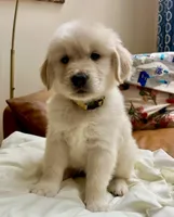 Mellow Yellow, a male Golden Retriever for sale in Midlothian, VA – 2 of 7