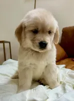 Ophelia Orange, a female Golden Retriever for sale in Midlothian, VA – 6 of 8