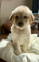 Blackjack, a male Golden Retriever for sale in Midlothian, VA – 3 of 4