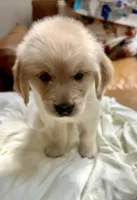 Purplicious, a male Golden Retriever for sale in Midlothian, VA – 4 of 6