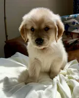 Pinkalicious, a female Golden Retriever for sale in Midlothian, VA – 2 of 5