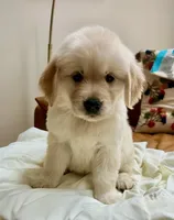 Ophelia Orange, a female Golden Retriever for sale in Midlothian, VA – 4 of 8