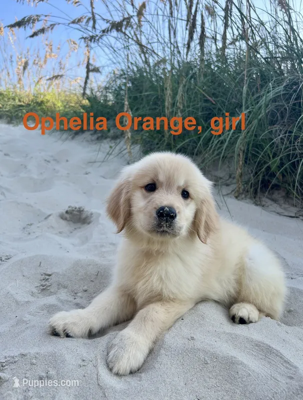Ophelia Orange – Golden Retriever puppy for sale in Midlothian, VA