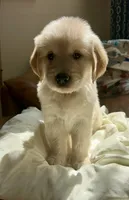 Blackjack, a male Golden Retriever for sale in Midlothian, VA – 2 of 4