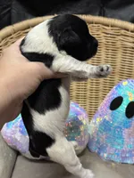 Cha-cha, a female Miniature Schnauzer for sale in Marrero, LA – 2 of 10