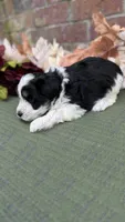 Simba, a male Miniature Schnauzer for sale in Marrero, LA – 6 of 8