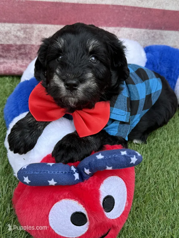 Tommy  – Miniature Schnauzer puppy for sale in Marrero, LA