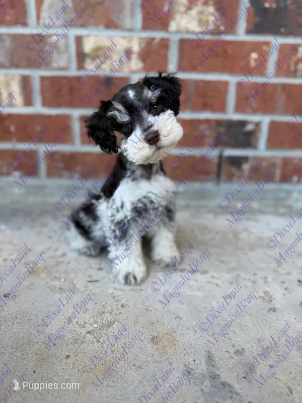 Timon – Miniature Schnauzer puppy for sale in Marrero, LA