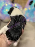 Putzie, a male Miniature Schnauzer for sale in Marrero, LA – 8 of 9