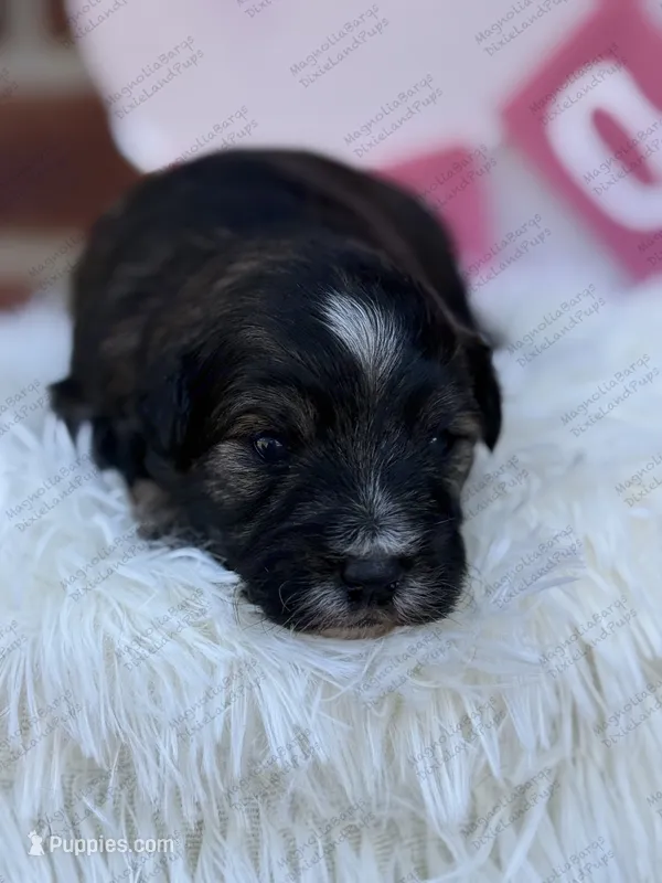 Sonny – Miniature Schnauzer puppy for sale in Marrero, LA